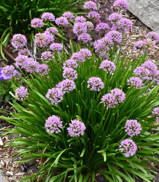 Allium 'Summer Beauty'
